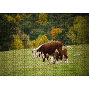 Doğada Öküz Ve Dana Koşturmacası Görseli Puzzle Yapboz Mdf Ahşap 1000 Parça