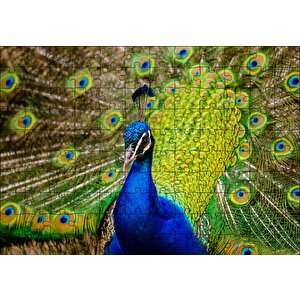 Hint Tavus Kuşu Puzzle Yapboz Mdf Ahşap 120 Parça