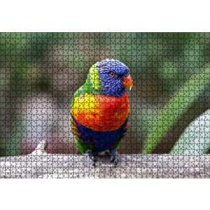Gökkuşağı Lorikeet Papağanı Puzzle Yapboz Mdf Ahşap 1000 Parça