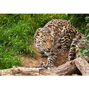 Çayırdaki Leopar Pusuda Puzzle Yapboz Mdf Ahşap 500 Parça