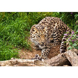 Çayırdaki Leopar Pusuda Puzzle Yapboz Mdf Ahşap 255 Parça