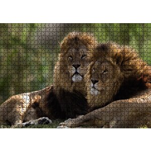 Görkemli Erkek Aslanlar Puzzle Yapboz Mdf Ahşap 1000 Parça