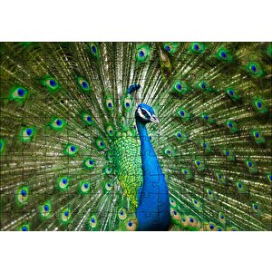Görkemli Tavus Kuşu Puzzle Yapboz Mdf Ahşap 120 Parça
