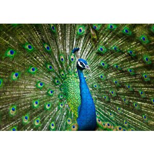 Görkemli Tavus Kuşu Puzzle Yapboz Mdf Ahşap 500 Parça