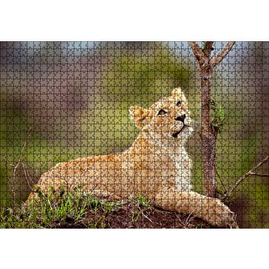 Dişi Genç Aslan Puzzle Yapboz Mdf Ahşap 1000 Parça