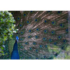 Tavuskuşu Ve Harikulade Tüyleri Puzzle Yapboz Mdf Ahşap 500 Parça