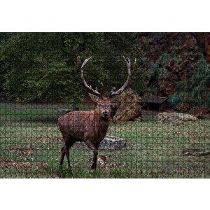 Ormandaki Erkek Geyik Puzzle Yapboz Mdf Ahşap 1000 Parça