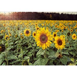 Günebakan Tarlası Puzzle Yapboz Mdf Ahşap 255 Parça