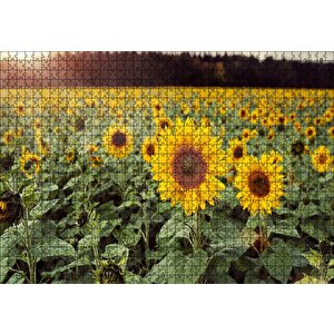 Günebakan Tarlası Puzzle Yapboz Mdf Ahşap 1000 Parça
