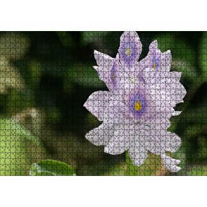 Sümbül Yakın Plan Puzzle Yapboz Mdf Ahşap 1000 Parça