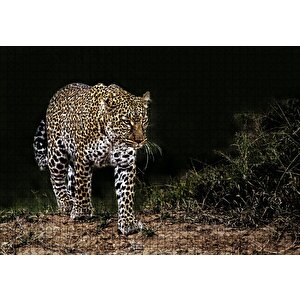 Karanlıktaki Java Leoparı Puzzle Yapboz Mdf Ahşap 1000 Parça