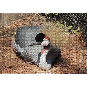 Kuru Otlarda Oturan Siyah Tepeli Gri Kuş Puzzle Yapboz Mdf Ahşap 500 Parça