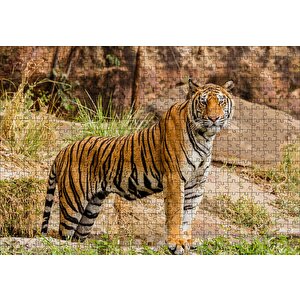Kayalıklar Ve Bengal Kaplanı Puzzle Yapboz Mdf Ahşap 500 Parça