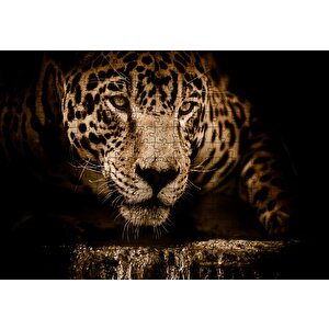 Jaguar Pusuda Yakın Plan Puzzle Yapboz Mdf Ahşap 255 Parça