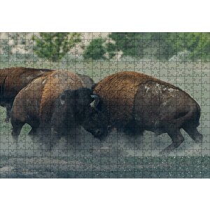 Toslaşan Bizonlar Puzzle Yapboz Mdf Ahşap 500 Parça