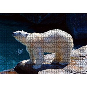 Kutup Ayısı Hayvanat Bahçesinde Puzzle Yapboz Mdf Ahşap 1000 Parça