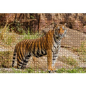 Kayalıklar Ve Bengal Kaplanı Puzzle Yapboz Mdf Ahşap 1000 Parça