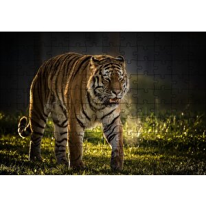 Yorkshire Vahşi Yaşam Parkı Kaplan Vladimir Puzzle Yapboz Mdf Ahşap 120 Parça