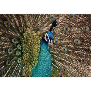 Muhteşem Tavuskuşu Yakın Plan Puzzle Yapboz Mdf Ahşap 255 Parça