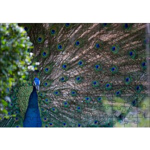 Tavuskuşu Ve Harikulade Tüyleri Puzzle Yapboz Mdf Ahşap 120 Parça