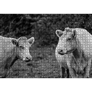 İki Beyaz İnek Görseli Puzzle Yapboz Mdf Ahşap 1000 Parça