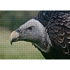 Gri Başlı Siyah Akbaba Yakın Çekim Puzzle Yapboz Mdf Ahşap 1000 Parça
