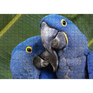 Mavi Macaw Papağanları Çift Puzzle Yapboz Mdf Ahşap 500 Parça