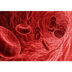 Damarların İçi Ve Alyuvarlar Puzzle Yapboz Mdf Ahşap 500 Parça
