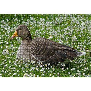 Beyaz Papatyalar Arasındaki Kaz Puzzle Yapboz Mdf Ahşap 1000 Parça