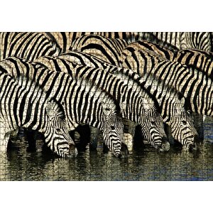 Su İçen Zebra Sürüsü Görseli Puzzle Yapboz Mdf Ahşap 1000 Parça