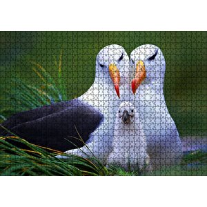 Albatross Kuşu Ailesi Puzzle Yapboz Mdf Ahşap 1000 Parça