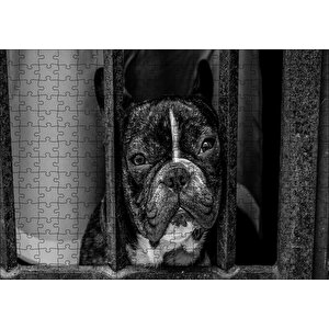 Buldog Köpek Irkı Parmaklıklar Ardında Görseli Puzzle Yapboz Mdf Ahşap 255 Parça