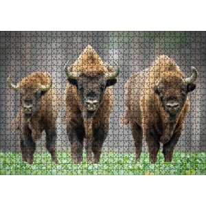 Bieszczady Bizonu Görseli Puzzle Yapboz Mdf Ahşap 1000 Parça