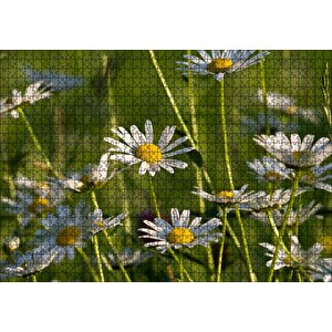 Siyah Papatyalar Puzzle Yapboz Mdf Ahşap 1000 Parça