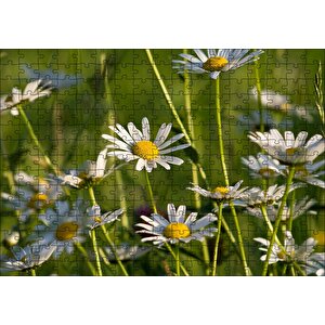 Siyah Papatyalar Puzzle Yapboz Mdf Ahşap 255 Parça