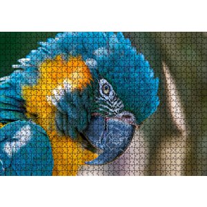 Mavi Ve Sarı Macaw Papağanı Yakın Plan Puzzle Yapboz Mdf Ahşap 1000 Parça