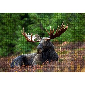 Çayırda Dinlenen Sığın (mus) Puzzle Yapboz Mdf Ahşap 1000 Parça