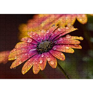 Kasımpatı Ve Yağmur Damlaları Yakın Plan Puzzle Yapboz Mdf Ahşap 255 Parça