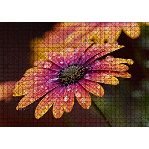 Kasımpatı Ve Yağmur Damlaları Yakın Plan Puzzle Yapboz Mdf Ahşap 1000 Parça