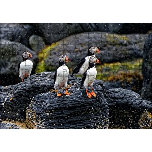 Puffin Bird Beak Rock Puzzle Yapboz Mdf Ahşap 120 Parça