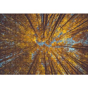 Orman Zeminden Yukarı Bakış Sarı Ağaçlar Puzzle Yapboz Mdf Ahşap 255 Parça