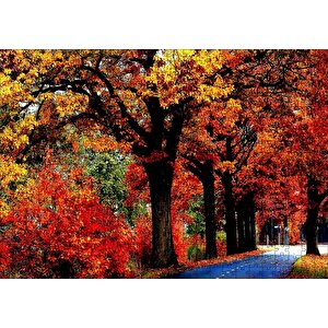 Ağaçlı Yol Ve Sonbahar Yaprakları Puzzle Yapboz Mdf Ahşap 500 Parça