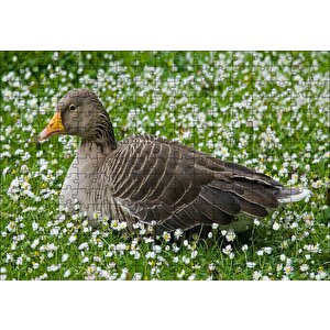 Beyaz Papatyalar Arasındaki Kaz Puzzle Yapboz Mdf Ahşap 255 Parça