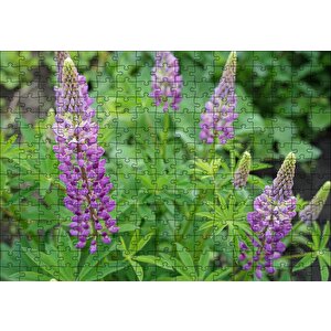 Acı Bakla Çiçeği Ve Yaprakları Puzzle Yapboz Mdf Ahşap 255 Parça