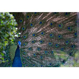 Tavuskuşu Ve Harikulade Tüyleri Puzzle Yapboz Mdf Ahşap 255 Parça