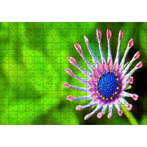 Güney Afrika Papatyası Görseli Puzzle Yapboz Mdf Ahşap 255 Parça