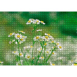 Beyaz Papatyalar Flu Arkaplan Puzzle Yapboz Mdf Ahşap 1000 Parça