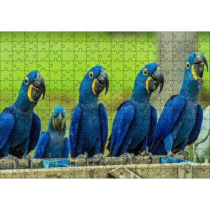 Mavi Macaw Papağanları Puzzle Yapboz Mdf Ahşap 255 Parça