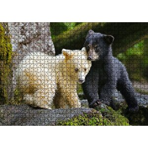 Ormanda Sarı Ve Siya Ayı Yavruları Görseli Puzzle Yapboz Mdf Ahşap 1000 Parça