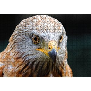 Şahin Yakın Çekim Puzzle Yapboz Mdf Ahşap 500 Parça